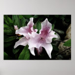 Azalea Poster