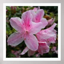 Azalea Posters