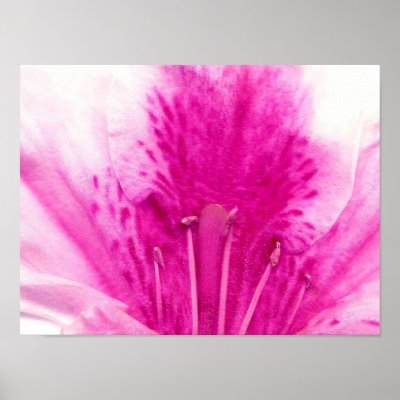 Azalea Print by photographyvicky