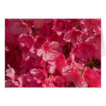Azalea Time Cards