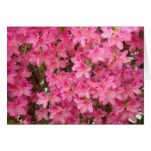 AZALEAS  Azalea Flowers GREETING CARDS CARD NOTE