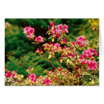 Azaleas blooming