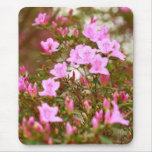 Azaleas blooming in springtime mousepads