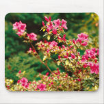 Azaleas blooming