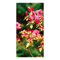 Azaleas blooming