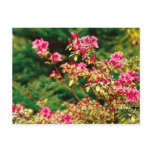 Azaleas blooming