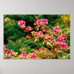Azaleas blooming posters