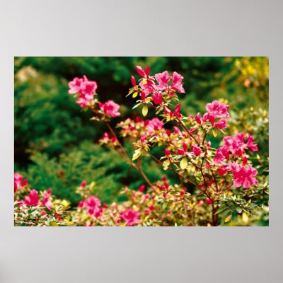 Azaleas blooming posters by gavila_pt