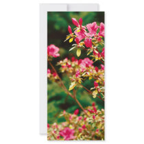 Azaleas blooming