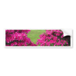 Azaleas Bumper Sticker