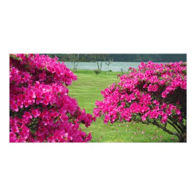 Azaleas Customized Photo Card by gavila_pt