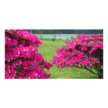 Azaleas photo cards