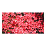 Azaleas. Pretty Pink Flowers. Photo Cards