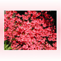 Azaleas. Pretty Pink Flowers. Photo Sculpture