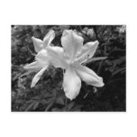 Azaleas / Rhododendrons in B&W Postcards