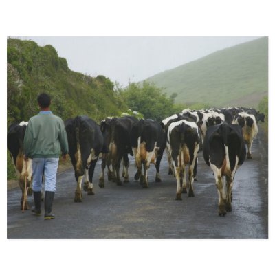 Azorean farmer full color flyer by gavila_pt