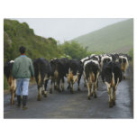 Azorean farmer flyers