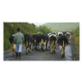 Azorean farmer custom photo card