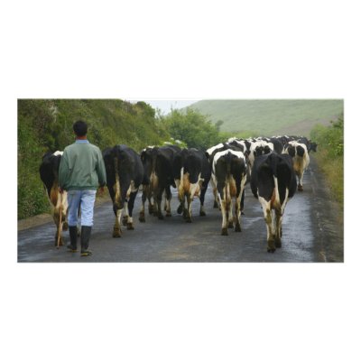 Azorean farmer custom photo card by gavila_pt