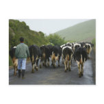 Azorean farmer post card