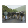 Azorean farmer post card