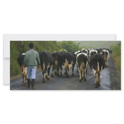 Azorean farmer customized rack card by gavila_pt