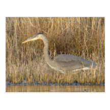 B0019 Juvenile Blue Heron Post Card