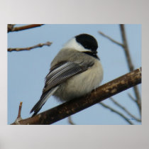B0021 Chickadee Print