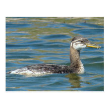 B0040 Juvenile Red-necked Grebe Post Cards