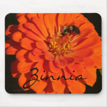 b1 Coral Zinnia Bee