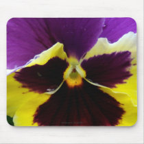 b1 Purple Yellow Purple Pansy