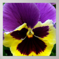 b1 Purple Yellow Purple Pansy