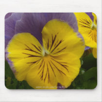 b2 Yellow Lavender Pansy