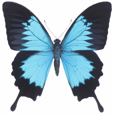B Fly Ornament..! Photo Cutouts by CreationsOfMySpace