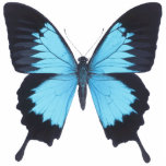 B Fly Ornament..! photo sculptures