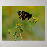 B-Fly & the Ladybugs Print