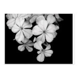 b&w business card