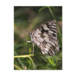 b&w butterfly postcard