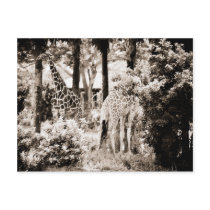 B/W Giraffe postcard
