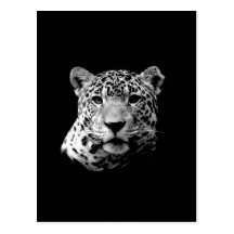 B&W Jaguar Post Card