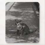 B&W Kitten Mouse Pads