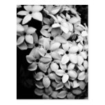 B&W POST CARD
