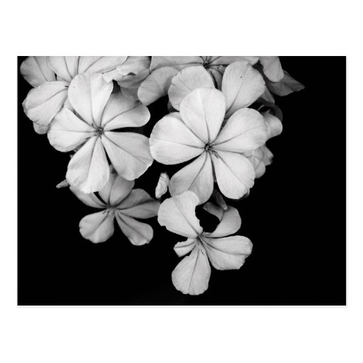 b&w postcard