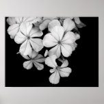 b&w print