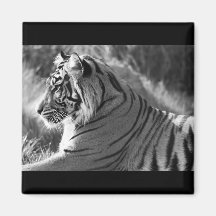 B&W Tiger Profile Photo Magnet