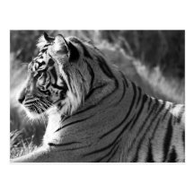 B&W Tiger Profile Photo Post Cards