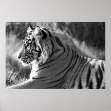 B&W Tiger Profile Photo Print