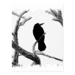 B&W Winter Raven Edgar Allan Poe Post Card