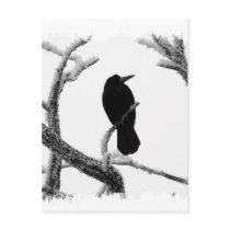 B&W Winter Raven Edgar Allan Poe