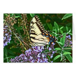 BA- Awesome Yellow Swallowtail Butterfly Card